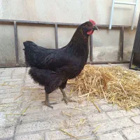 مرغ سیاه محلی تخم گزار|حیوانات مزرعه|الوند, |دیوار