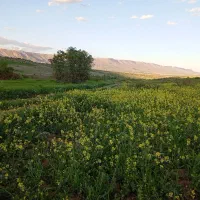 استخدام کارگر اتباع برای کشاورزی