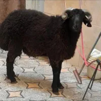 آقای قصاب  (تمیز و مرتب)|خدمات پیشه و مهارت|قم, دروازه چوبی|دیوار