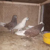 کبوتر پرشی