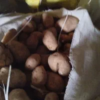 سیب زمینی سورت شده تازه