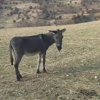 الاغ نر سالم وباربر