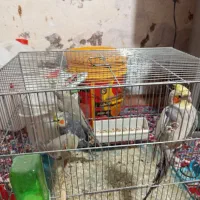 عروس|پرنده|قم, انسجام|دیوار