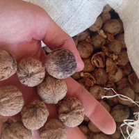 گردو وحشی