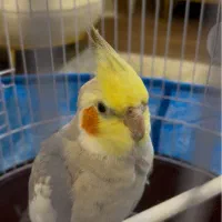 عروس هلندی ۶ماهه