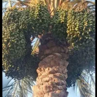 خوشه بری و درخت تکونی جیرفت و عنبرآباد