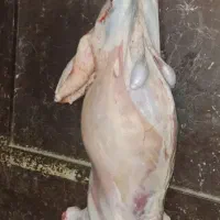 قصابی سیار  شبانه روزی