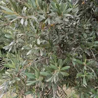 باغ، زمین مسکونی