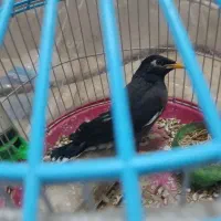 مرغ مینا با لوازم
