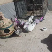 کفتر