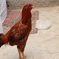 خروس لاری  تاج مهور