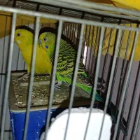 یک جفت مرغ عشق مولد