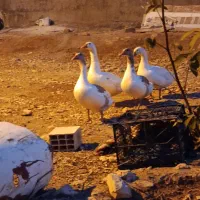 چهار|حیوانات مزرعه|یاسوج, |دیوار