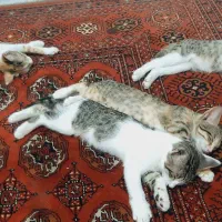 گربه خانگی