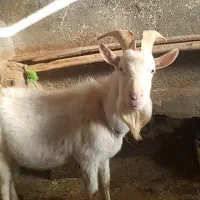 بز سانن پلاک فرانسه|حیوانات مزرعه|بیستون, |دیوار