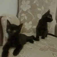 واگذاری گربه سیاه عروسک