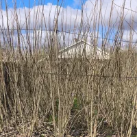 قلم صنوبر|گل و گیاه طبیعی|رشت, آب و برق|دیوار