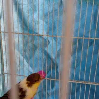 قناری ماده اماده|پرنده|مشهد, پنجتن|دیوار