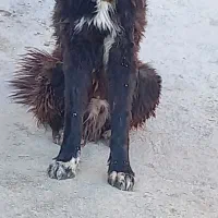 نر قدرجانی .درشت