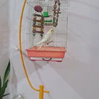 عروس هلندی با قفس