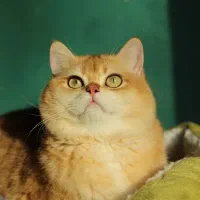 گربه دو ماهه با تضمین سلامت و اصالت