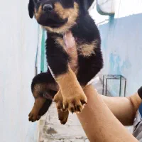 سگ روتوایلر اصیل توله سگ روتوایلر از نسل وارداتی|سگ|تهران, سعادت‌آباد|دیوار