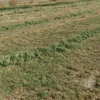 بیده دست پیچ پربرگ و نرم کیلویی 30000|حیوانات مزرعه|رفسنجان, |دیوار