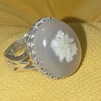 شجر کلکسیونی