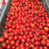 گوجه گیلاسی