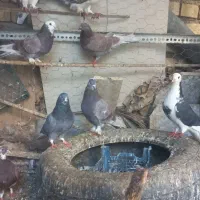 کبوتر کاشانی ، شازده ، خال سرخ . مشکی|پرنده|شاهین‌شهر, عطار|دیوار