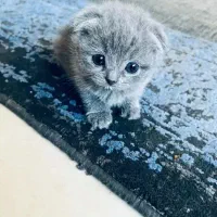 گربه اسکاتیش فولد