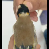 سهره خالدار