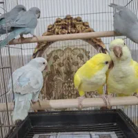 طوطی جوجه ردچیک ملنگو گرینچیک شاه راهب زرد کاسکو