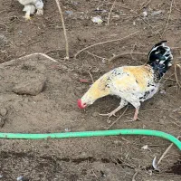 خروس ۶۰۰|حیوانات مزرعه|بندر انزلی, بشمن|دیوار