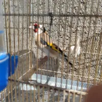 سهره|پرنده|ملایر, |دیوار