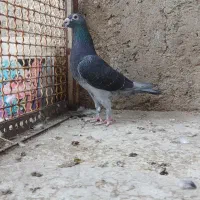 پلاکی