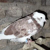 کبوتر|پرنده|سرخنکلاته, |دیوار