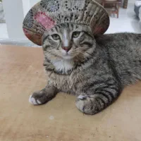 واگذاری گربه رایگان