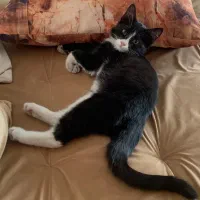 واگذاری|گربه|کرج, اتحاد|دیوار