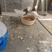 ۶عددطوقی بایه قفس تمام  استیل ۶طبقه|پرنده|دهاقان, |دیوار