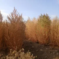 جارو محلی