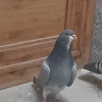 ماده خرقه