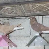 نروماده سرخ دمسفیدزرددمسفیدخال سیاه دار|پرنده|پاپی, |دیوار