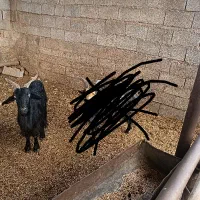 بز چپر|حیوانات مزرعه|گتوند, |دیوار