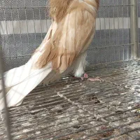 کبوتر زینتی تزئینی شامپیون|پرنده|اصفهان, سرشبادران|دیوار