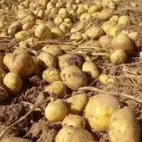 سیب زمینی بذری