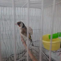 سهره چهارگل نردرشت آروم بخون