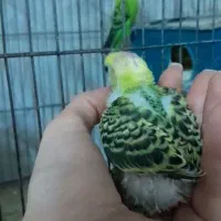 مرغ عشق و عروس هلندی مولد