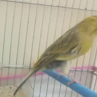 قناری ماده هوش