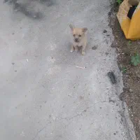 پاکتو دختر بازی گوش